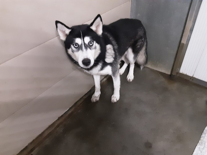 Ben 98 cani in condizioni pessime tratti in salvo: ora andranno in famiglia