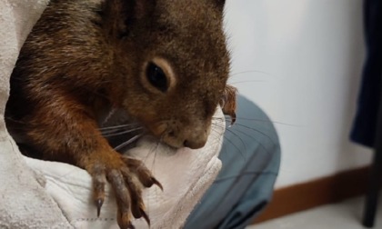 Recuperato un raro esemplare di scoiattolo rosso: dopo le cure sarà rimesso in natura