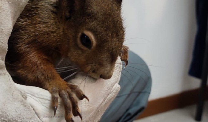 Recuperato un raro esemplare di scoiattolo rosso: dopo le cure sarà rimesso in natura