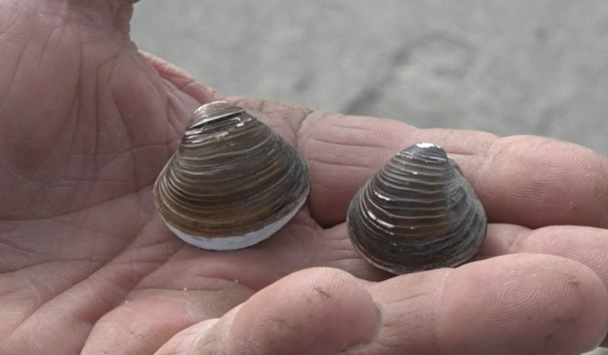 La siccità porta le conchiglie del mare nel Po: è allarme a Motteggiana