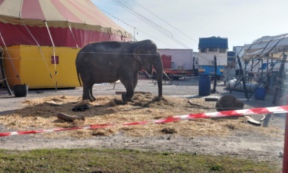 "Poco spazio": i carabinieri sequestrano l'elefante del circo di Asola