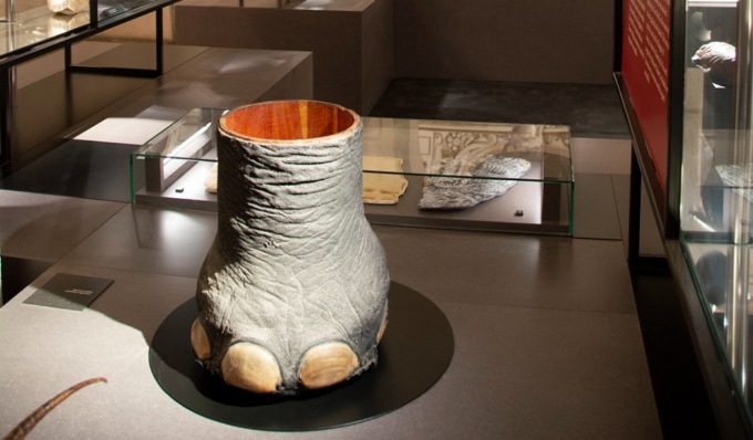 A Palazzo Ducale riapre la Galleria delle Metamorfosi con la curiosa collezione di “Naturalia e Mirabilia”