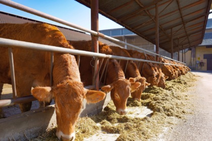 Poggio Rusco, allevatore colpito da una mucca: trasportato in ospedale