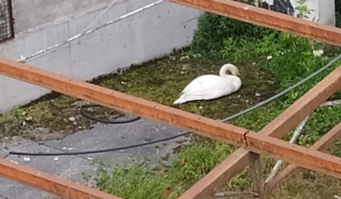 Intrappolato in un capannone abbandonato: cigno liberato a Cittadella