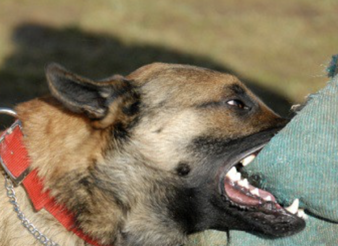 Dog sitter attaccata dal cane durante la passeggiata, trasportata in ospedale a Mantova