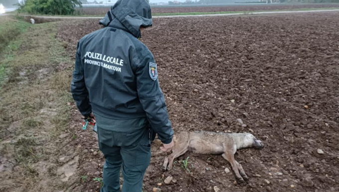 Prima la volpe e ora il lupo: travolto e ucciso da un’auto a Cavriana