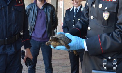 Guarda chi c'è! Nei giardini del Palazzo Ducale "abitano" tre tartarughe specie protetta