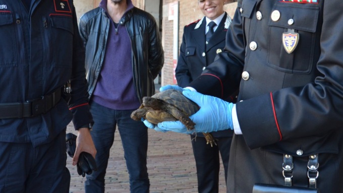 Guarda chi c’è! Nei giardini del Palazzo Ducale “abitano” tre tartarughe specie protetta
