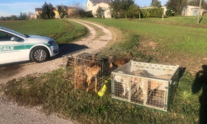 Si vendica del rivale lasciando morire i suoi cani di fame e di sete: salvati dalla Polizia Locale di San Benedetto Po
