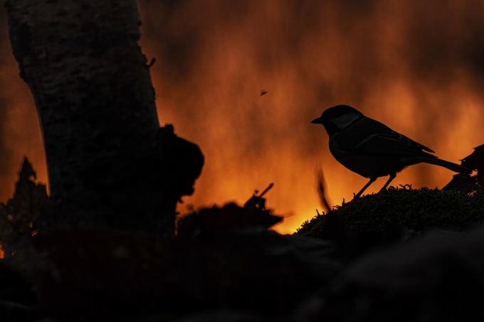 Raccontare i segni del cambiamento climatico: quattro mantovani tra i vincitori del contest fotografico