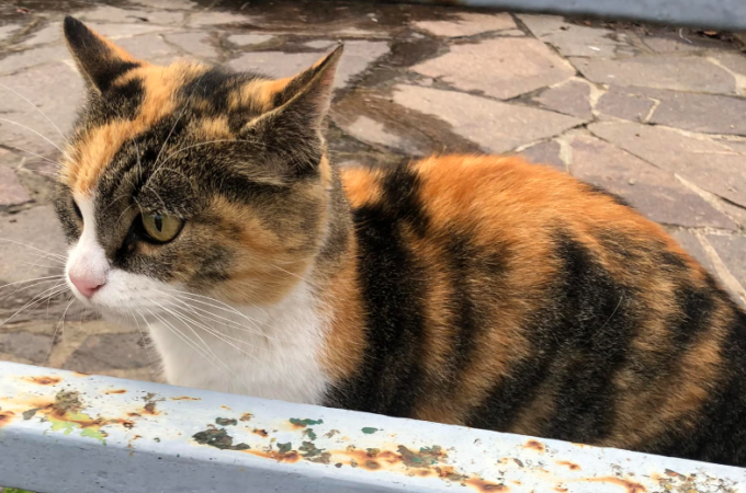 Gatta scomparsa da casa da un anno, grazie ai social è tornata dalla sua famiglia