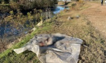 Quattro cani trovati morti e abbandonati in un canale: scatta la denuncia