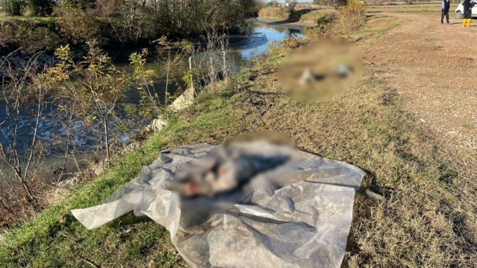 Quattro cani trovati morti e abbandonati in un canale: scatta la denuncia