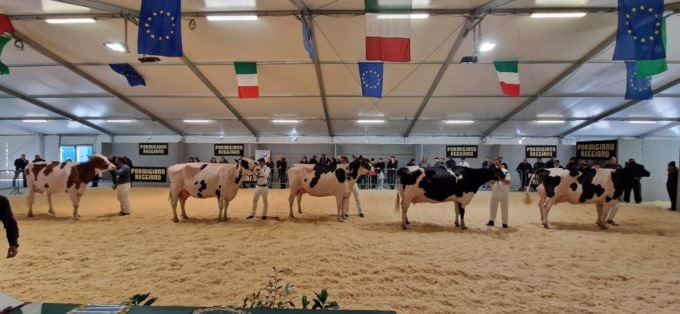 L’allevamento del sindaco di Pegognaga Zilocchi campione a Bovimac 2023