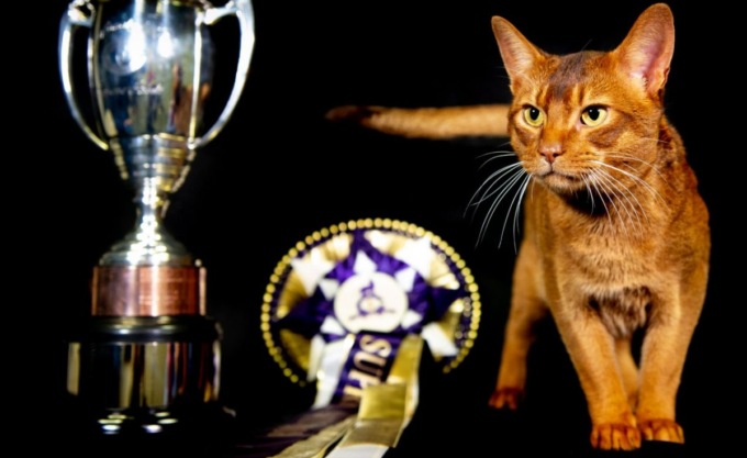 I gatti più belli del mondo a Gonzaga: alla Fiera Millenaria il titolo di World Champion