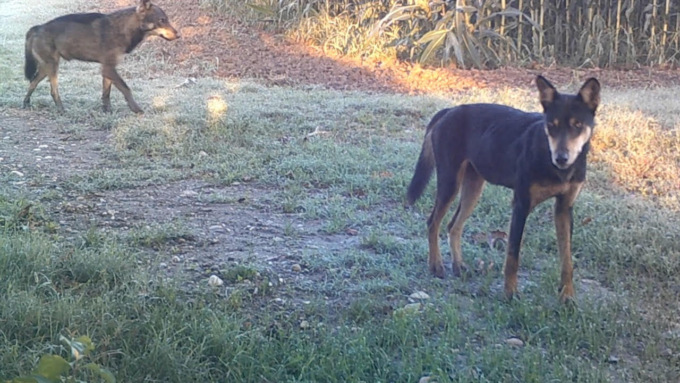 “I lupi sono presenti sul territorio mantovano, ma la situazione non desta alcun tipo di allarme”