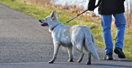 Le muore il cane e lo abbandona lungo la scarpata dell’argine