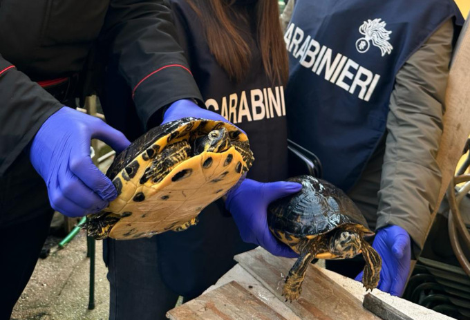 Teneva in casa due tartarughe invasive provenienti dall’America