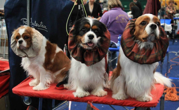 I cani più belli del mondo alla Fiera Millenaria di Gonzaga