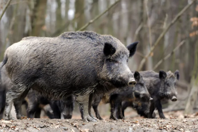 Peste Suina Africana, ancora allarme in provincia di Mantova