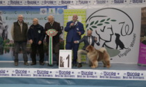 Expo Canina Enci alla Fiera Millenaria di Gonzaga, il vincitore assoluto è un Chow Chow