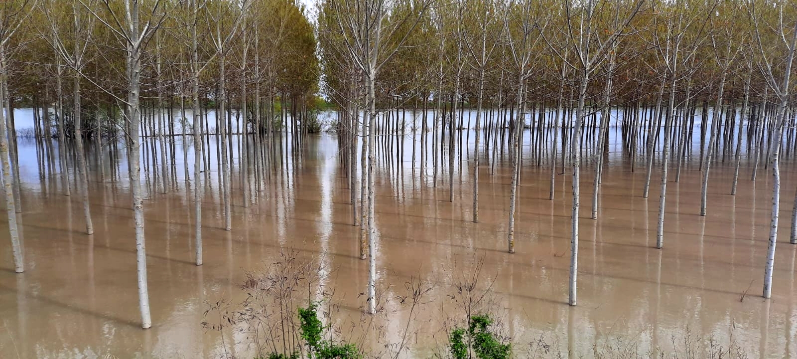 Una golena allagata dall'ondata di piena del Po in transito in queste ore