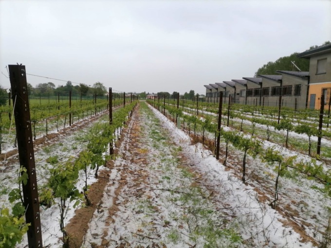 Grandinata di venti minuti nel Mantovano, danneggiati i vigneti a Villimpenta