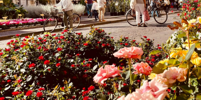 Mantova Fiorita, la seconda edizione della mostra di piante e fiori