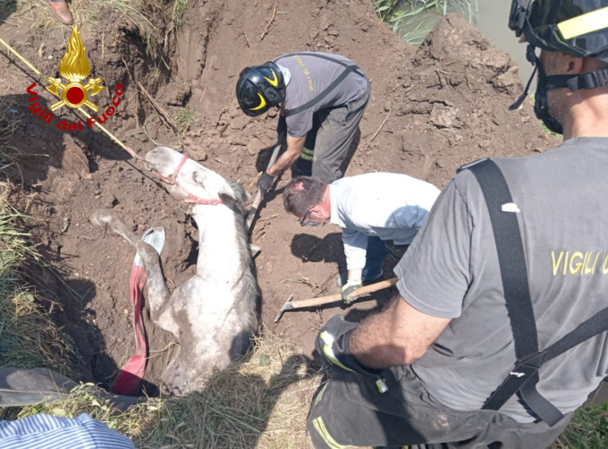 Cade in un fossato a Castel d’Ario e rimane incastrato, cavallo salvato dai pompieri