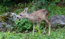 Cucciolo di capriolo cade nelle acque del Po e annega, inutili i soccorsi dei Vigili del Fuoco