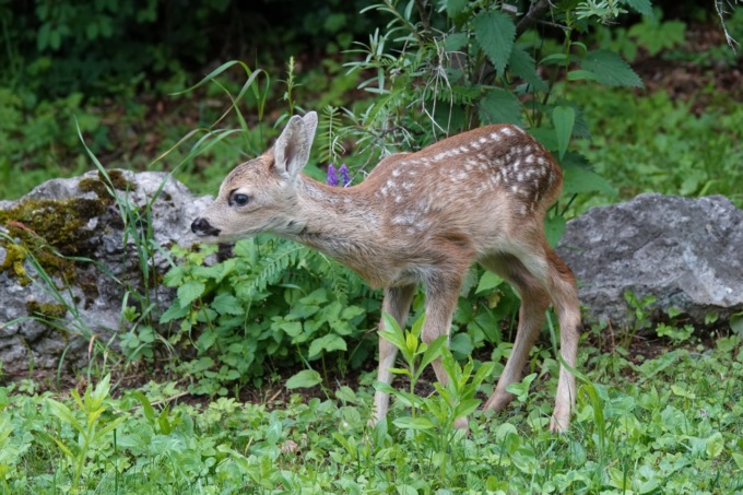 Cucciolo di capriolo cade nelle acque del Po e annega, inutili i soccorsi dei Vigili del Fuoco