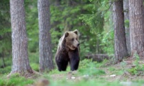 Inseguito da un orso in montagna, paura per un escursionista 50enne mantovano