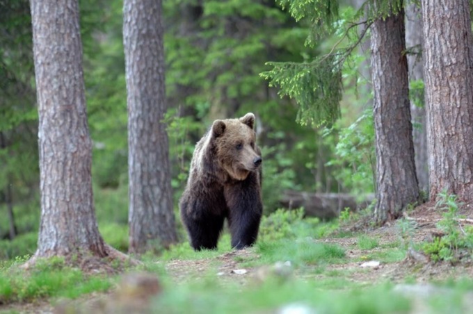 Inseguito da un orso in montagna, paura per un escursionista 50enne mantovano