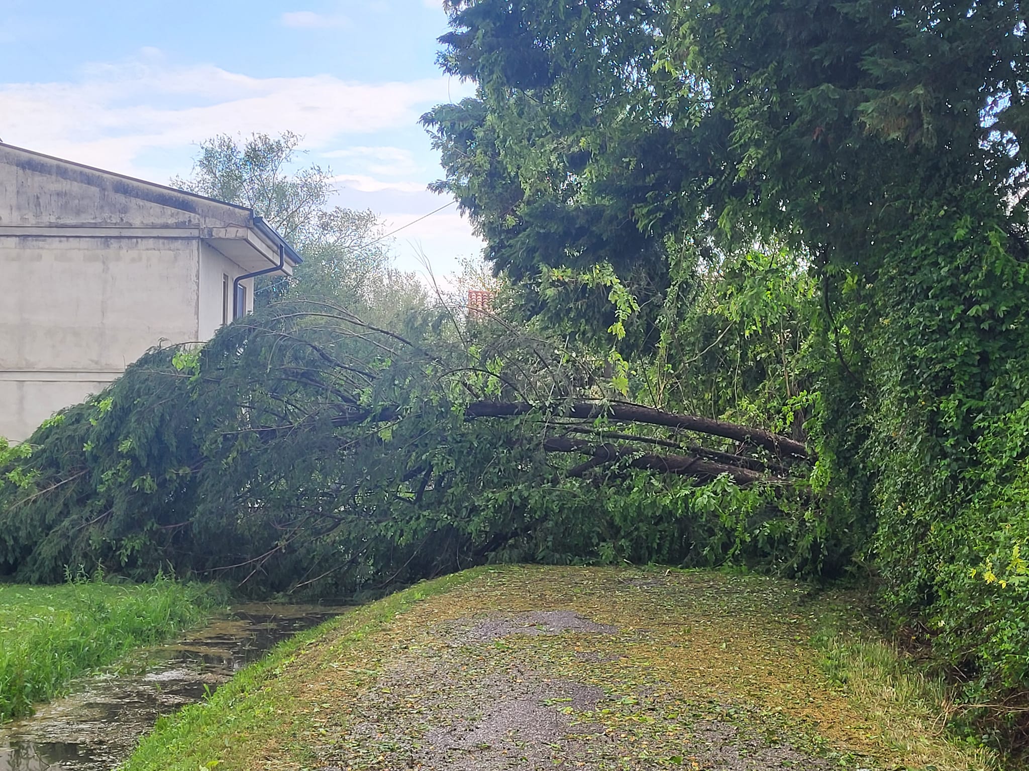 Un albero caduto in territorio comunale di Borgo Mantovano