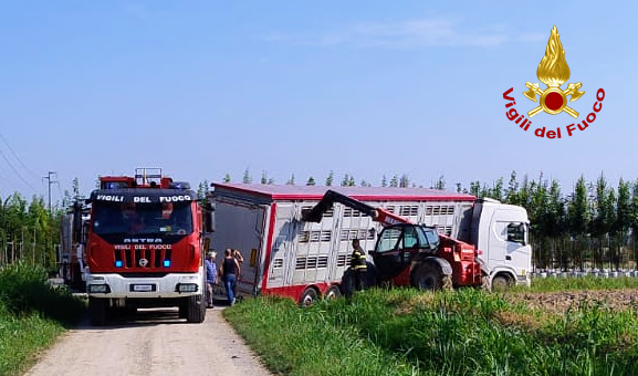Camion carico di bovini rischia il ribaltamento a Casalromano