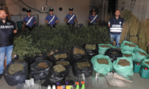 Una piantagione di marijuana nell'ex opificio, maxi sequestro da 141 chili