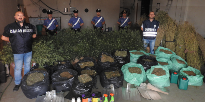 Una piantagione di marijuana nell’ex opificio, maxi sequestro da 141 chili