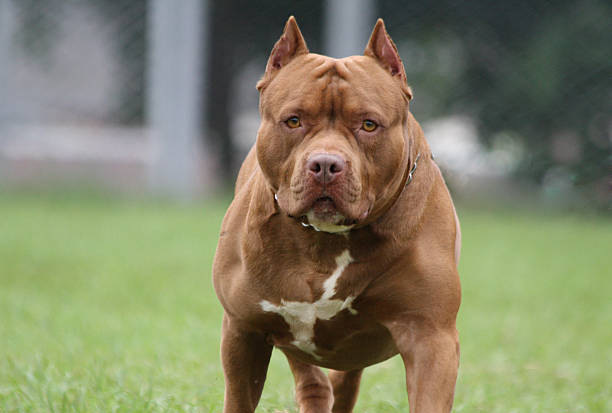 Difende il suo husky dall’attacco di un pitbull, 20enne ferita a Castiglione delle Stiviere