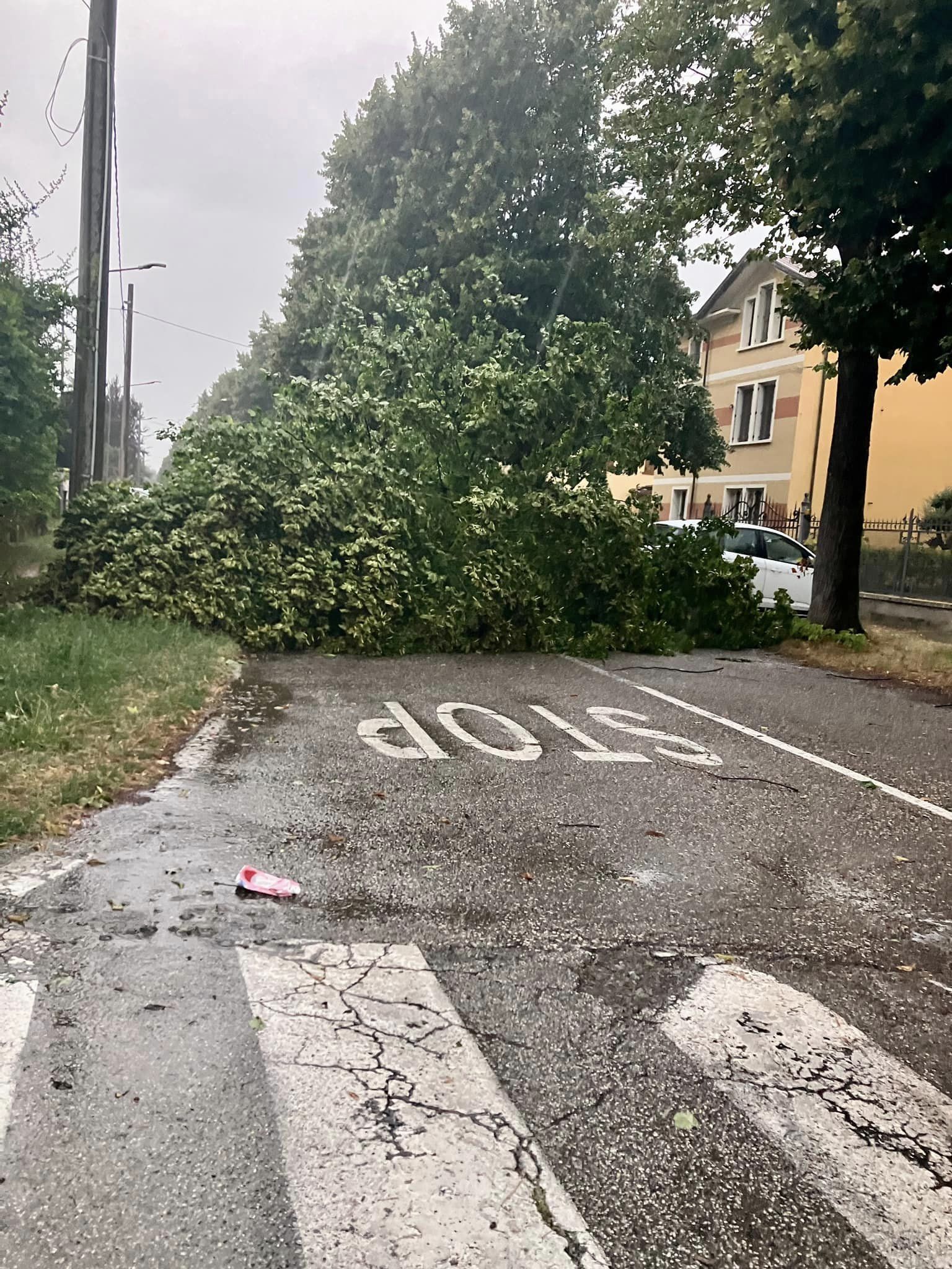 Un albero abbattuto a Suzzara (foto dal profilo Facebook del sindaco Alessandro Guastalli)