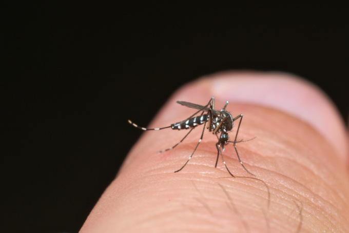 Secondo caso di Dengue a Mantova, 35enne positivo al virus dopo il viaggio in India