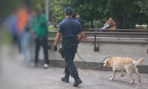 Controlli a Mantova, il fiuto del cane antidroga "Grom" scova l'hashish