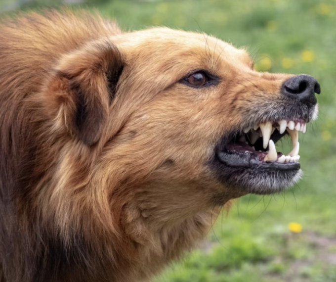 Cane aggressivo azzanna 67enne e 80enne a San Giacomo delle Segnate
