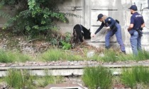 La polizia con i cani antidroga: spunta l'hashish dalle fioriere dell'Esselunga