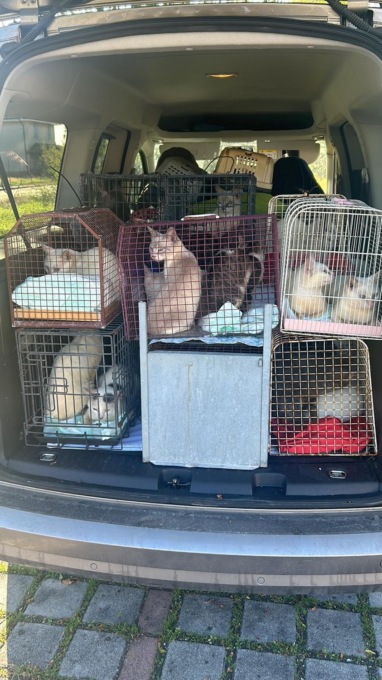 Con 54 gatti stipati in casa: i mici recuperati e portati al gattile, che ora chiede aiuto