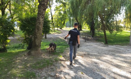 Droga nascosta nei giardini di Mantova, rinvenuti 80 grammi di hashish