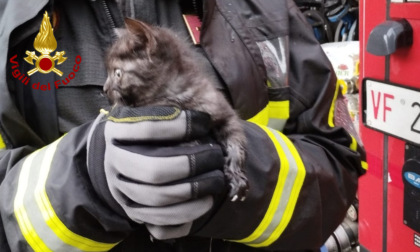 Gattino "curioso" si infila in una tubazione di raccolta delle acque piovane e non riesce più ad uscire