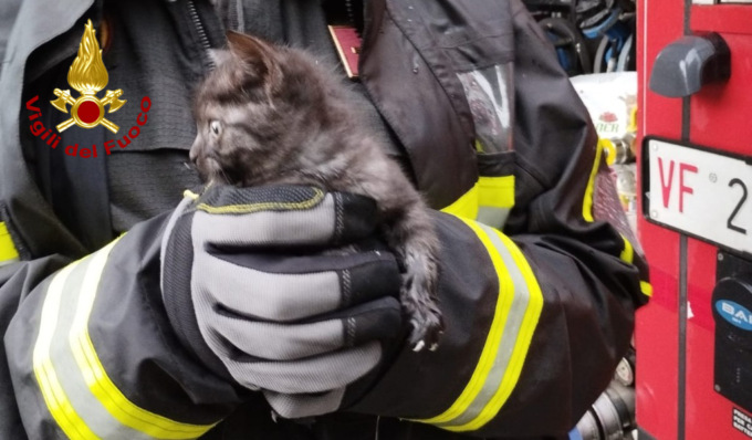 Gattino “curioso” si infila in una tubazione di raccolta delle acque piovane e non riesce più ad uscire