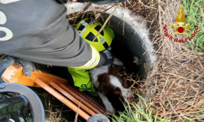 Il salvataggio del cucciolo "Lino" caduto in un pozzetto profondo tre metri