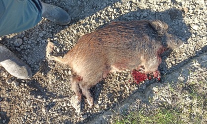 Cinghiale troppo vicino al centro abitato di Viadana: individuato e abbattuto