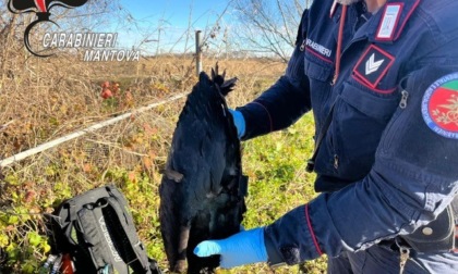 Ibis eremita trovato morto a Castel Goffredo dai Carabinieri Forestali